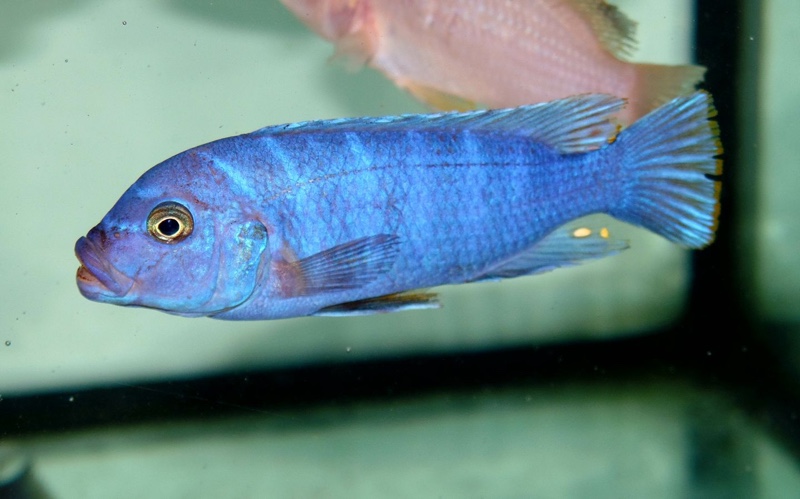 Maylandia sp. 'elongatus chidunga' Chidunga Rocks